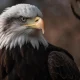 مجموعه افکت صدا جنگل